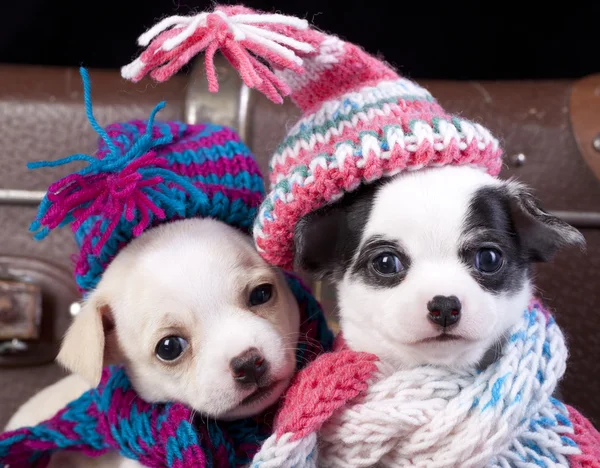 Puppy dragen van een hoed breien — Stockfoto