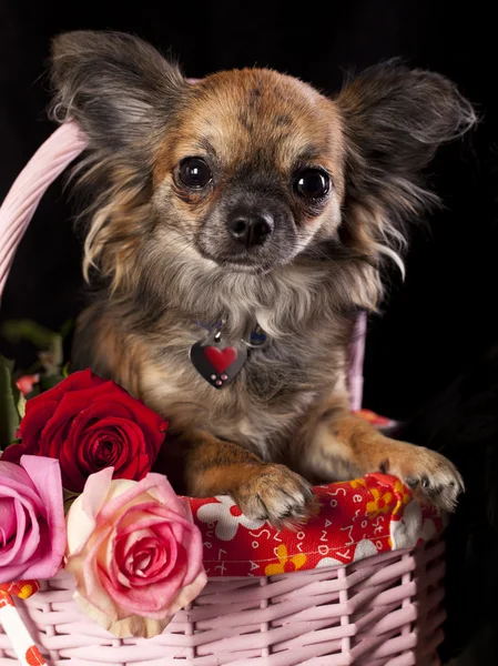 Chihuahua — Stock Photo, Image