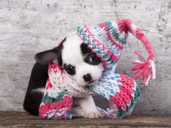 Puppy wearing a knit hat — Stock Photo, Image