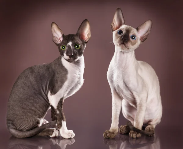 Kotek Cornish Rex — Zdjęcie stockowe