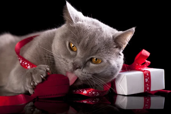 Gato sosteniendo un regalo en las patas —  Fotos de Stock