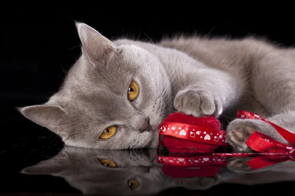 Cat holding a gift in paws — Stock Photo, Image