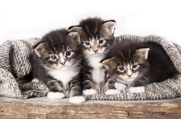 Kittens — Stockfoto