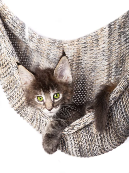 Kittens — Stock Photo, Image