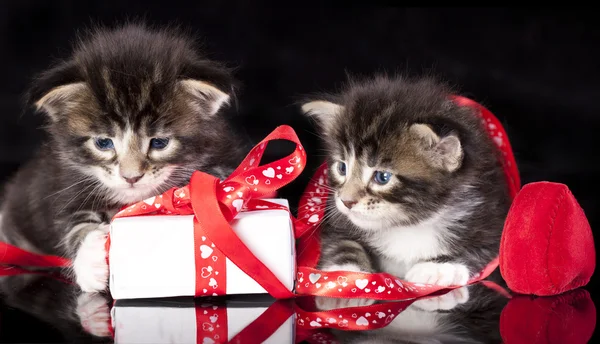 Kittens — Stockfoto