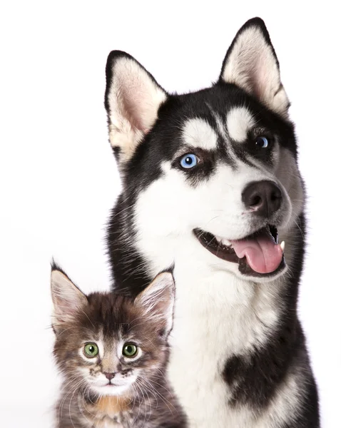 Gatto e cane — Foto Stock