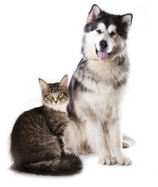 Katt och hund — Stockfoto