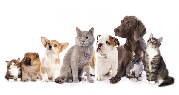 Gatto e cane — Foto Stock