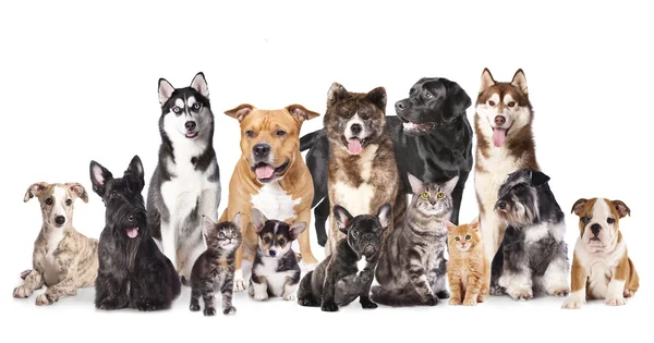 群狗和猫坐在白色背景前 免版税图库照片