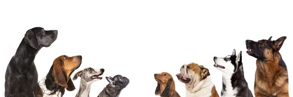 Group of dogs — Stock Photo, Image