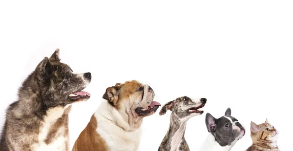Group of dogs — Stock Photo, Image