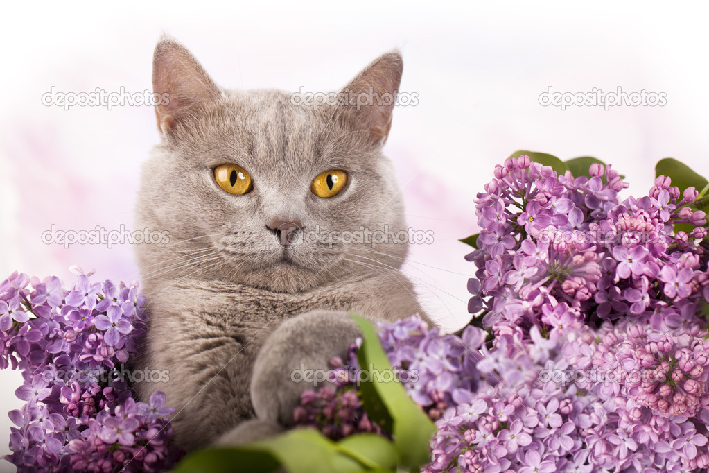 İngiliz yavru kedi nadir renk ve eflatun çiçekler — Stok Foto © Lilun