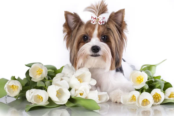 Beaver york terrier and white tulips — Stock Photo, Image