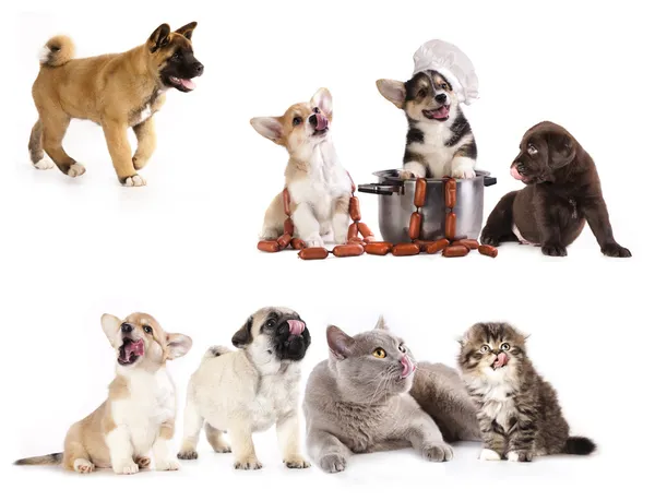Καπνιστά λουκάνικα και σκυλιά, ομάδα από γάτες και σκύλους Φωτογραφία Αρχείου