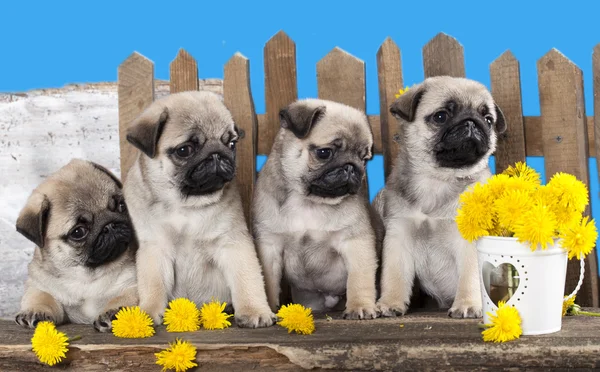 Pug köpek — Stok fotoğraf