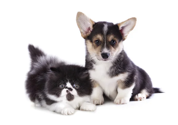 ペンブローク コーギー子犬と子猫 — ストック写真