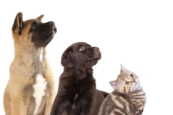 Groep van honden en kitten opzoeken — Stockfoto