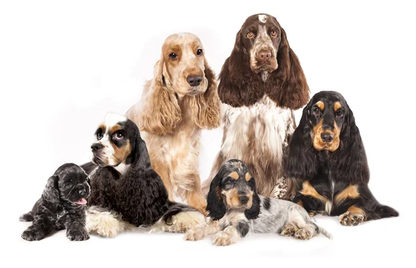 Groep Engelse spaniels — Stockfoto