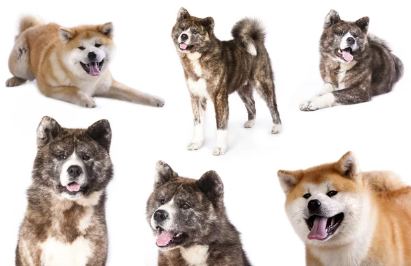 Akita inu — Stockfoto