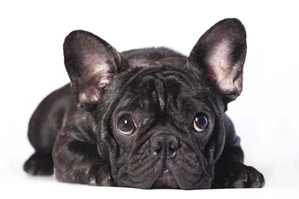 French Bulldog  of white background — Stock Photo, Image