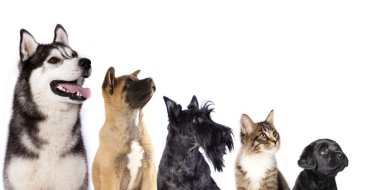 Group of dogs and kitten clipart
