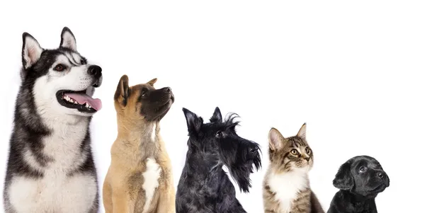 Group of dogs and kitten — Stock Photo, Image