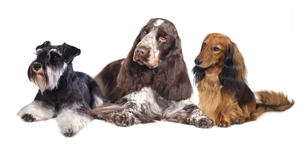 Dogs group — Stock Photo, Image