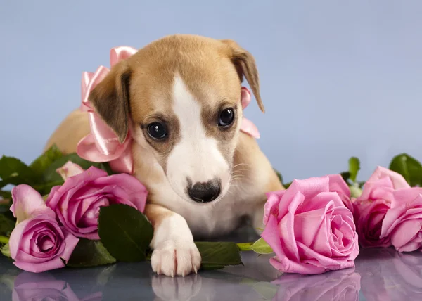 Close-up van whippet — Stockfoto