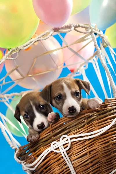 Puppy vliegen in een ballon — Stockfoto