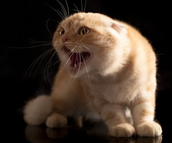 Cat hisses, angry — Stock Photo, Image