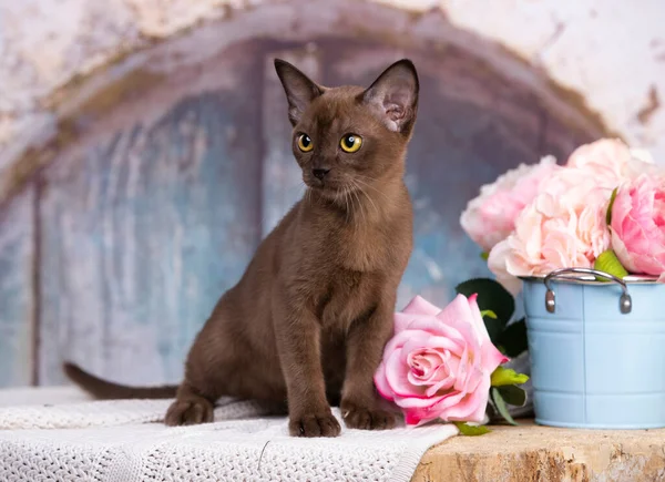 Oyuncu Birmanyalı Avrupalı Kedi Portresi Yaklaşık Pembe Çiçekler — Stok fotoğraf