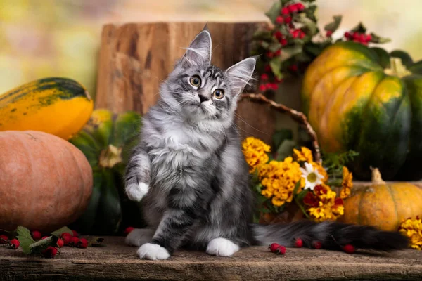 Bedårande Klassisk Svart Tabby Maine Coon Katt Kattunge Och Pumpa Stockbild