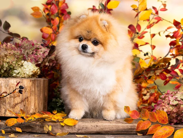 Pomeranian Spitz Kırmızısı Altın Sonbahar Renkli Sarı Turuncu Yapraklar Gülümsüyor Telifsiz Stok Fotoğraflar