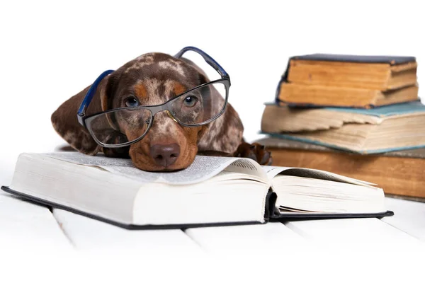 Dachshund Dengan Kacamata Membaca Buku Anak Anjing Ingin Tahu Ilmu — Stok Foto