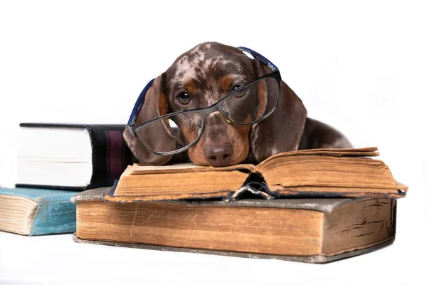 戴眼镜的腊肠 阅读书籍 好奇的小狗 图库图片