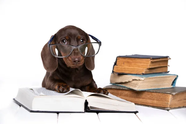 Dachshund Com Óculos Lendo Livro Filhote Cachorro Curioso Ciência Canina — Fotografia de Stock