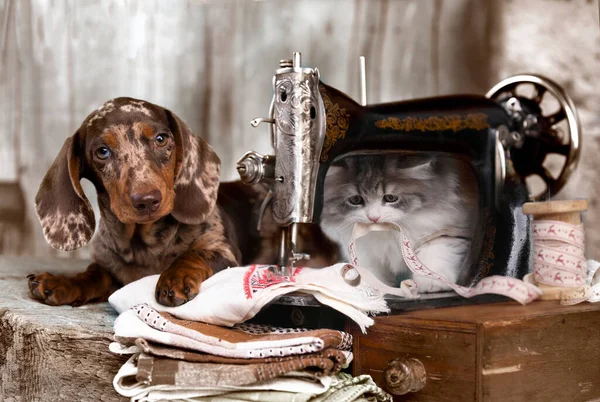 Dachshund Cat Engaged Sewing Retro Sewing Machine — Stock Photo, Image