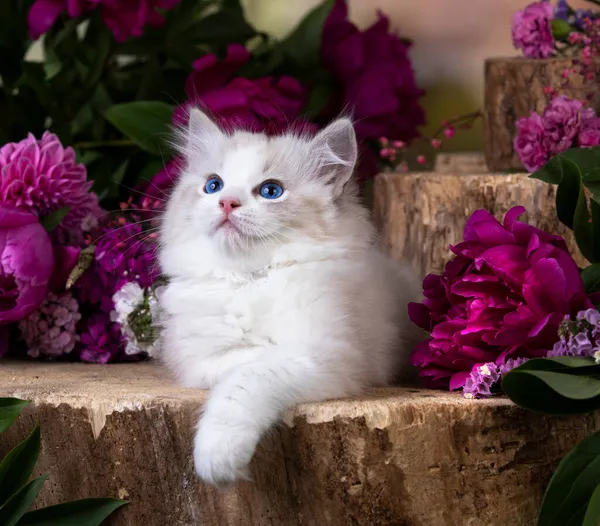 猫科动物培育草娃娃和粉红的花朵 — 图库照片