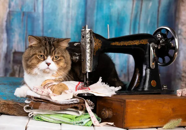 Gato Está Costurando Uma Máquina Costura Retro — Fotografia de Stock