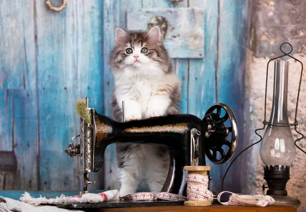 kitten in a tie and sewing machine, tailor for dogs Fashion designer