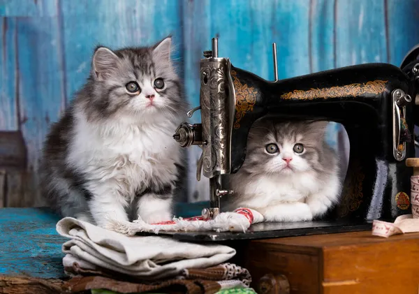 Kittens Tie Sewing Machine — Stock Photo, Image
