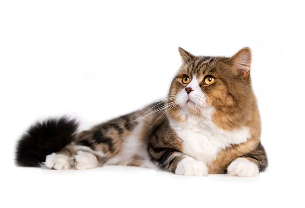 スコティッシュフォールド猫 猫の目 かわいい猫 無実の猫の写真 クローズアップ猫の写真 最も美しい猫の写真 コピースペース — ストック写真