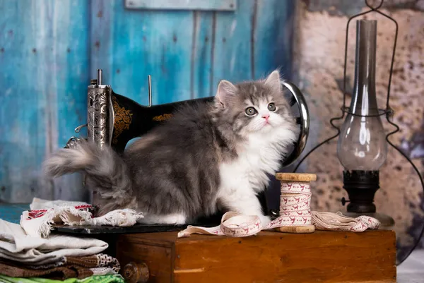 猫はレトロなミシンで縫っています ストック写真