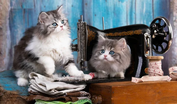 スコティッシュフォールド猫 猫の目 かわいい猫 無実の猫の写真 クローズアップ猫の写真 最も美しい猫の写真 コピースペース ストックフォト