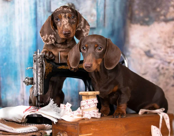 穿着领带和缝纫机的腊肠犬 为狗狗时装设计师量身定制 免版税图库照片