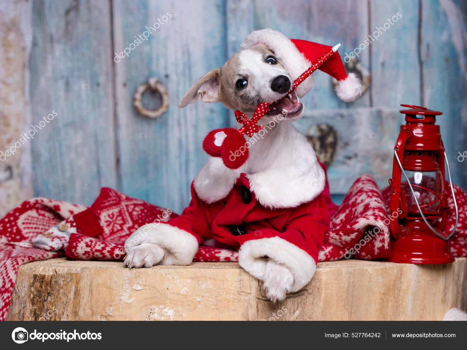 Whippet hotsell christmas outfit