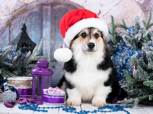 Corgi Puppy Een Kerstmuts Tegen Achtergrond Van Kerstversiering — Stockfoto