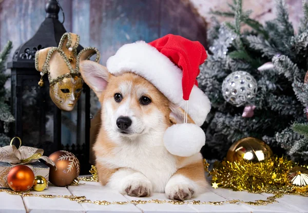 Welsh Corgi Dog Puppy Wearing Santa Claus Hat — Stock Photo, Image