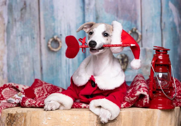 Whippet Cachorro Con Decoración Año Nuevo Navidad —  Fotos de Stock
