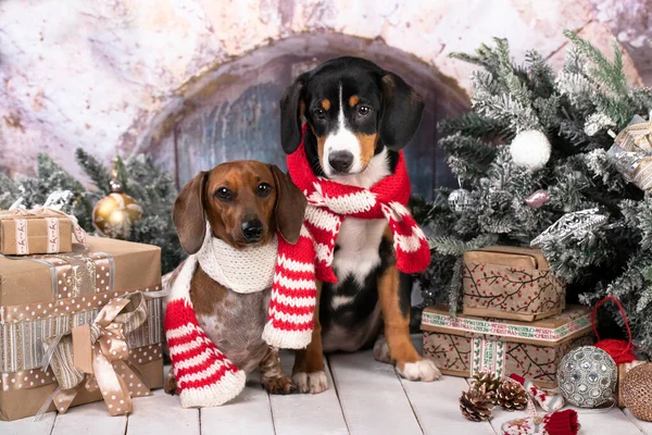 Bernese Perro Montaña Cachorro Dachshund Sentado Habitación Decorada Para Navidad — Foto de Stock